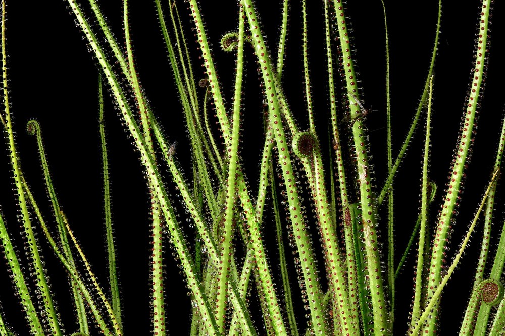 spiky dewy pine leaves