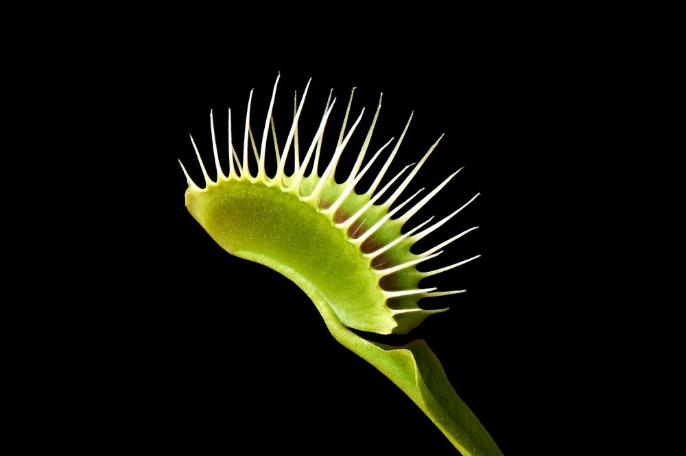 closeup of venus flytrap trap on black background