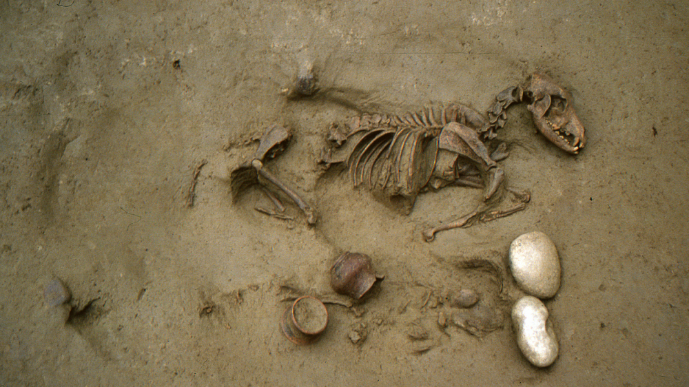 Iron Age humans found mysteriously buried with dogs and horses